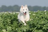SIBERIAN HUSKY 099